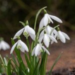 پیاز گل برفی سفید Galanthus nivalis