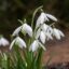 پیاز گل برفی سفید Galanthus nivalis