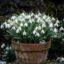پیاز گل برفی سفید Galanthus nivalis