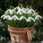 پیاز گل برفی سفید Galanthus nivalis