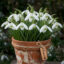 پیاز گل برفی سفید Galanthus nivalis