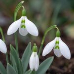 پیاز گل برفی سفید Galanthus nivalis