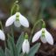 پیاز گل برفی سفید Galanthus nivalis