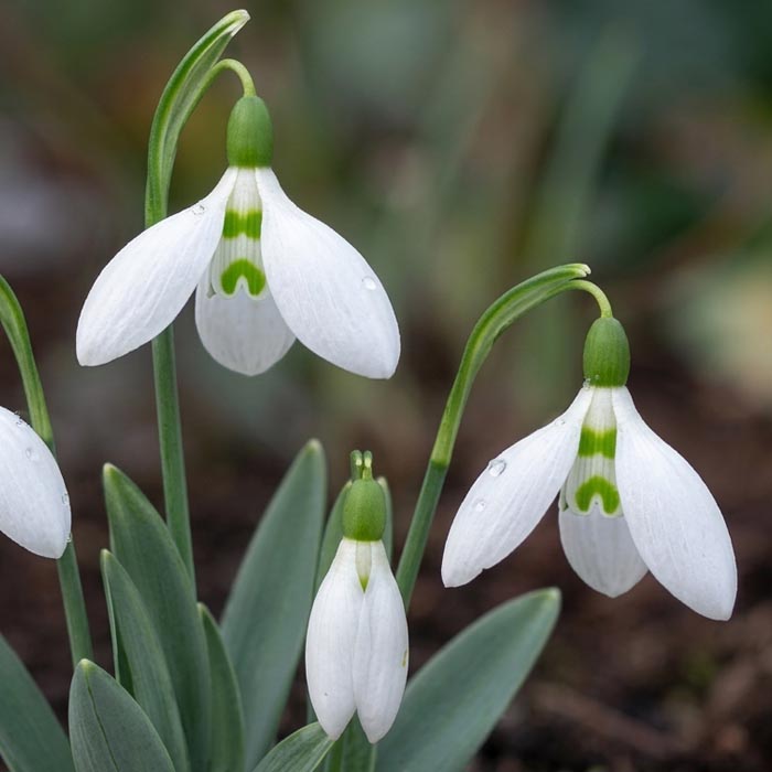 پیاز گل برفی سفید Galanthus nivalis