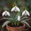 پیاز گل برفی سفید Galanthus nivalis