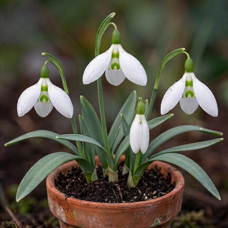 پیاز گل برفی سفید Galanthus nivalis