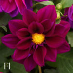 بذر گل کوکب پاکوتاه Figaro violet shade