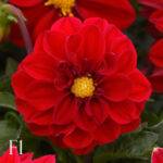 بذر گل کوکب پاکوتاه figaro red shades