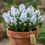 پیاز گل striped squill