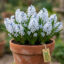 پیاز گل striped squill