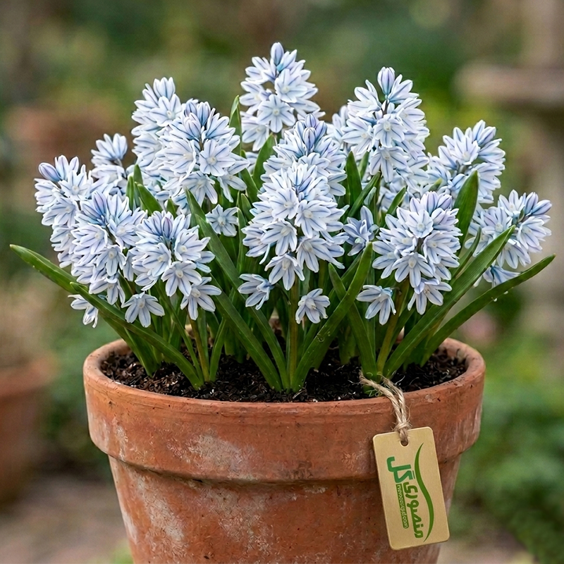 پیاز گل striped squill