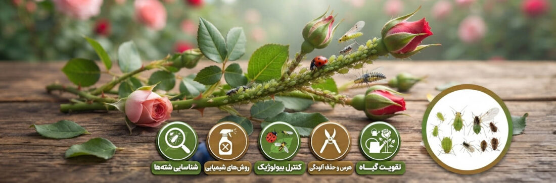 مبارزه با شته های گل رز