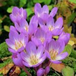 پیاز گل Colchicum ( سورنجان یا گل حسرت )