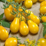 بذر گوجه گلابی زرد