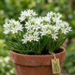 پیاز گل Ornithogalum fimbriatum