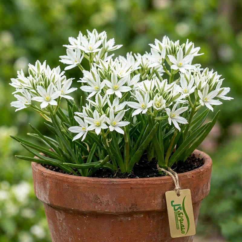 پیاز گل Ornithogalum fimbriatum
