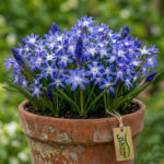 پیاز گل Chionodoxa sardensis