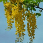 بذر درخت باران طلایی