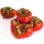 بذر گوجه موچامیل دورنگ