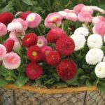 بذر گل مینای چمنی توپی الوان