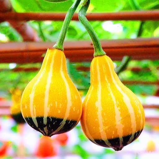 بذر کدو گلابی دورنگ