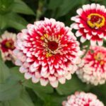 بذر گل آهار گلدرشت پاکوتاه دورنگ قرمز و صورتی