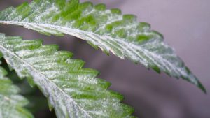 درمان سفیدک پودری گیاهان 3