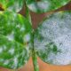 درمان سفیدک پودری گیاهان
