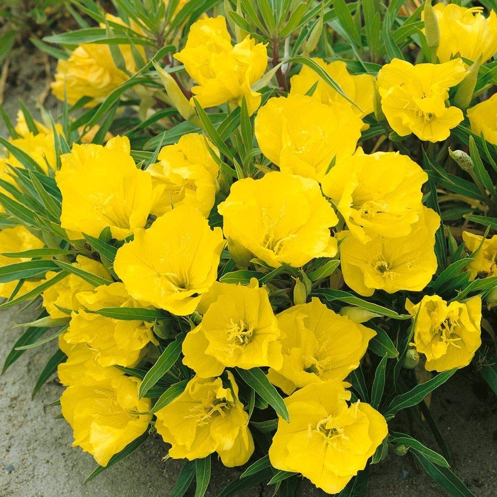 بذر گل مغربی زرد