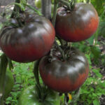 بذر گوجه سیاه روسی