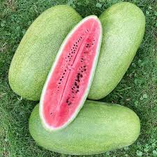 خرید بذر هندوانه چارلستون گری دراز