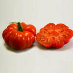 بذر گوجه قرمز درشت سیلیسی