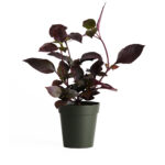 بذر گل Alternanthera brasiliana