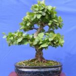 بذر درخت توسکا ییلاقی