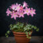 پیاز گل آماریلیس رقم Belladonna Pink