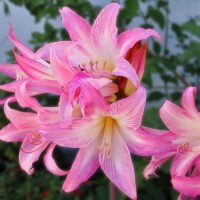 پیاز گل آماریلیس رقم belladonna pink