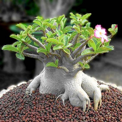 طراحی فضای سبز
