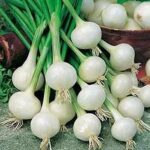 بذر پیاز سفید ترشی (بیبی پیاز)