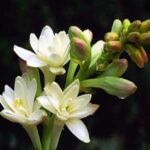 پیاز گل مریم معطر سایز درشت ۱ عددی بدون پاجوش