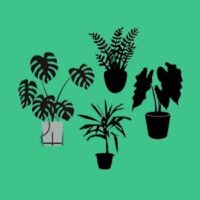 گیاهان آپارتمانی