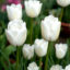 پیاز گل لاله هلندی