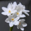 پیاز گل نرگس رقم narcissus Christmas