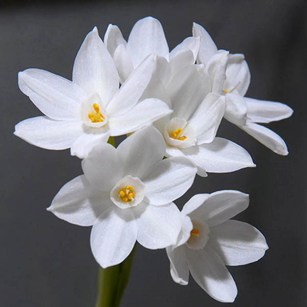 پیاز گل نرگس رقم narcissus Christmas