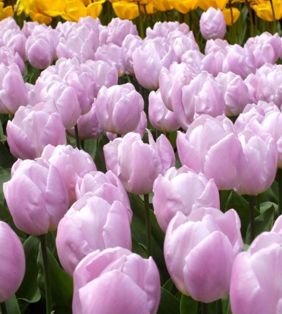 پیاز گل لاله هلندی