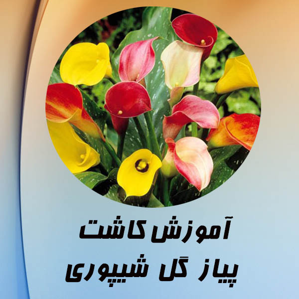 فیلم آموزش کاشت پیاز گل شیپوری