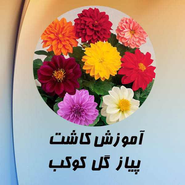 فیلم آموزش کاشت پیاز گل کوکب