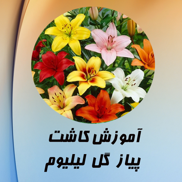فیلم آموزش کاشت پیاز گل لیلیوم