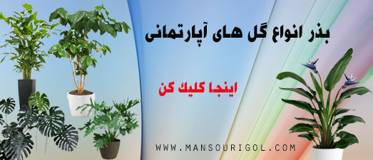 بذر گیاهان آپارتمانی / فروشگاه اینترنتی گل و گیاه منصوری