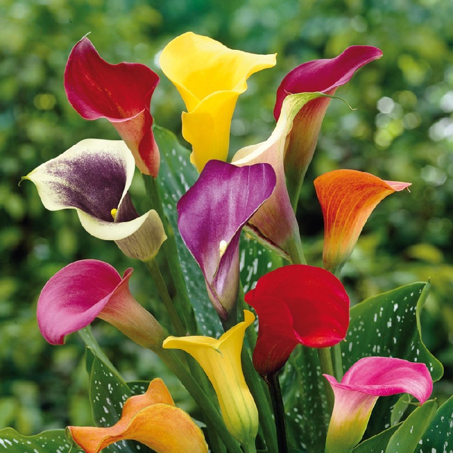 گل شیپوری هلندی