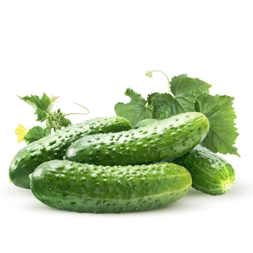 بذر خیار خاردار رقم SMR 58